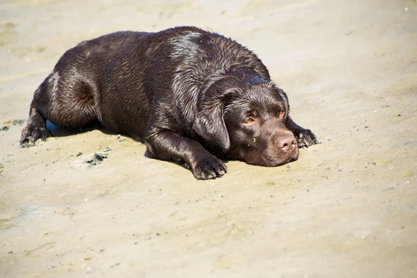 Молодой шоколадный лабрадор ретривер лежит на песке морского побережья — стоковое фото