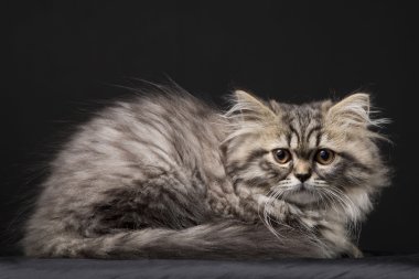 güzel Farsça kedi yavrusu siyah arka plan üzerine