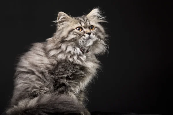 Hermoso gatito persa sobre fondo negro — Foto de Stock