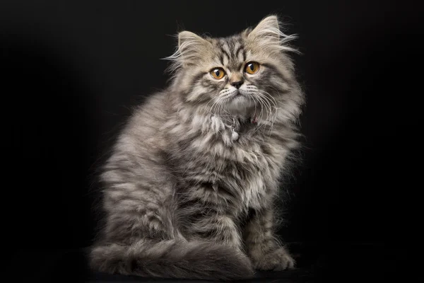 Hermoso gatito persa sobre fondo negro — Foto de Stock