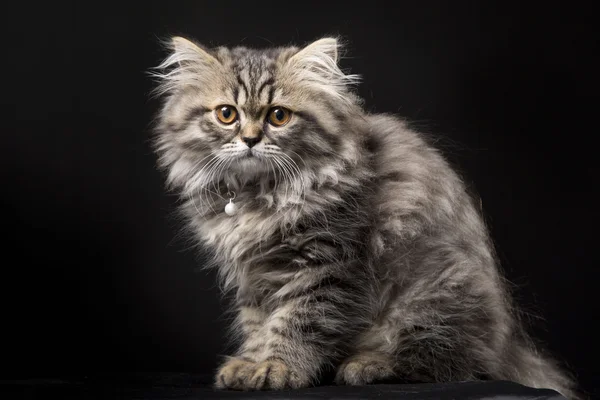 Mooie Perzische kitten op zwarte achtergrond — Stockfoto