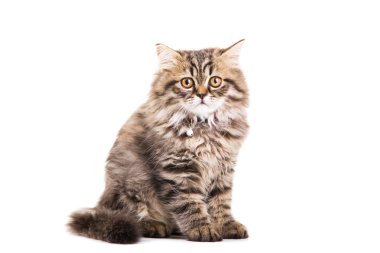 Farsça kedi izole beyaz beyaz oturma