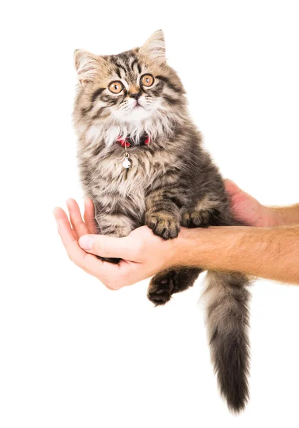 Manos humanas sosteniendo precioso gatito persa en aislado blanco —  Fotos de Stock