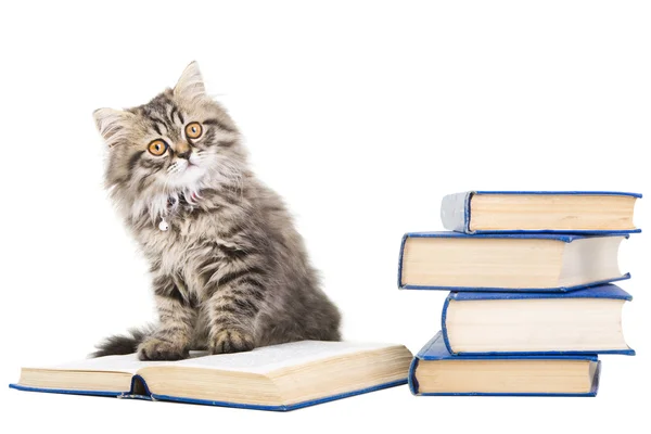 Gatito persa leyendo libros sobre blanco aislado — Foto de Stock