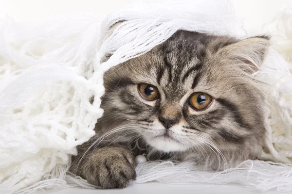 Gatinho persa adorável deitado no xale branco — Fotografia de Stock