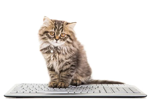 Gatito persa sentado cerca del teclado en blanco aislado —  Fotos de Stock