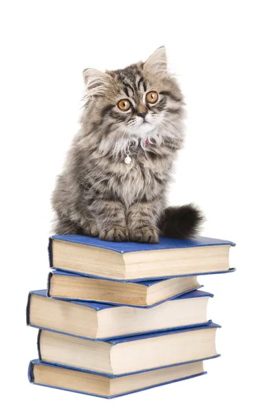 Gatito persa sentado con libros sobre blanco aislado — Foto de Stock