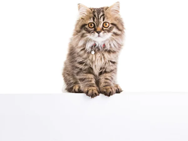 Persian kitten with banner for your text here on isolated white — Stock Photo, Image