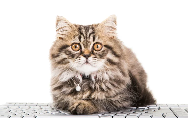 페르시아 고양이에 고립 된 화이트 키보드 근처 거짓말 — 스톡 사진