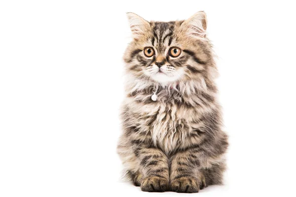 Persisches Kätzchen sitzt auf isoliertem Weiß — Stockfoto