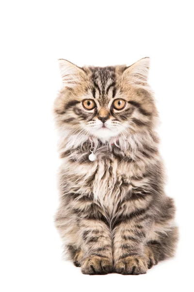 Gatinho persa sentado em branco isolado branco — Fotografia de Stock