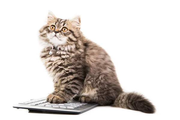 Gatito persa sentado cerca del teclado en blanco aislado —  Fotos de Stock