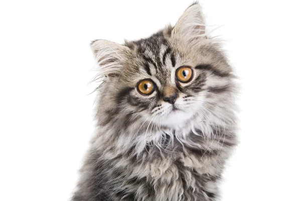 Persian kitten sitting on white white — Stock Photo, Image