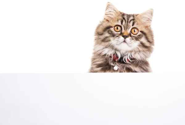 Banner burada üzerinde izole metni beyaz holding Farsça kedi yavrusu — Stok fotoğraf