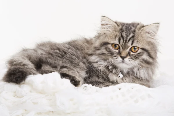 Lovely persian kitten lying on white shawl — Stock Photo, Image