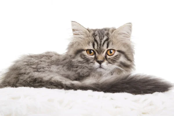 Schönes persisches Kätzchen liegt auf weißem Tuch — Stockfoto