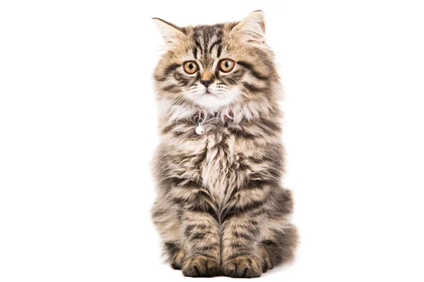 격리 된 화이트 흰색에 페르시아 고양이 — 스톡 사진