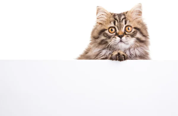 Gatinho persa segurando banner para o seu texto aqui em branco isolado — Fotografia de Stock