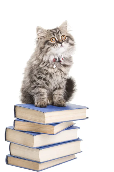 Gatito persa sentado con libros sobre blanco aislado — Foto de Stock