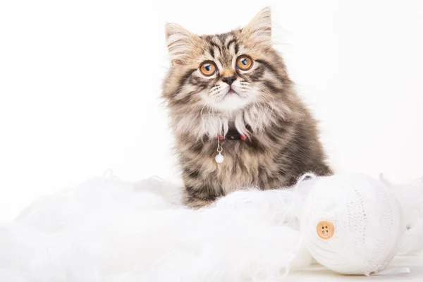 Beyaz konuları üzerinde oturan güzel Farsça kedi yavrusu — Stok fotoğraf