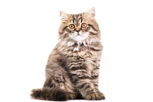 Gatinho persa sentado em branco isolado branco — Fotografia de Stock