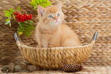 mountain ash ile sepet içinde oturan İngiliz yavru kedi