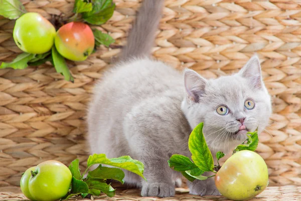 Purple British kitten playing with autumn apples — Stock Photo, Image