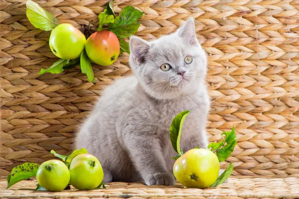 Lila brittiska kattunge leker med höstens äpplen — Stockfoto