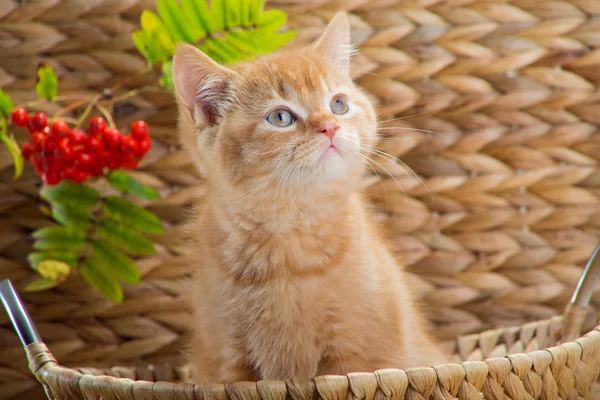 Gatito británico sentado en una cesta con ceniza de montaña — Foto de Stock