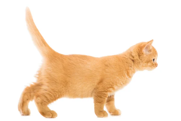 Rotes britisches Kätzchen läuft auf isoliertem Weiß — Stockfoto