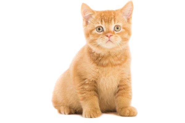 Rotes britisches Kätzchen sitzt auf isoliertem Weiß — Stockfoto