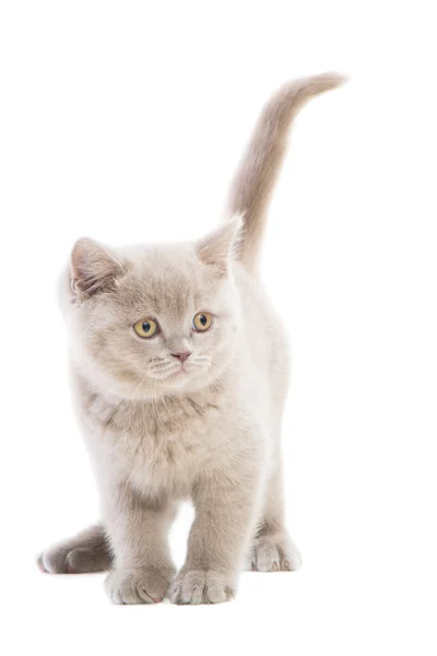 Paarse Britse kitten op geïsoleerde Wit — Stockfoto