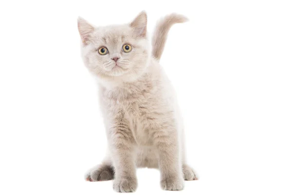 Paarse Britse kitten op geïsoleerde Wit — Stockfoto