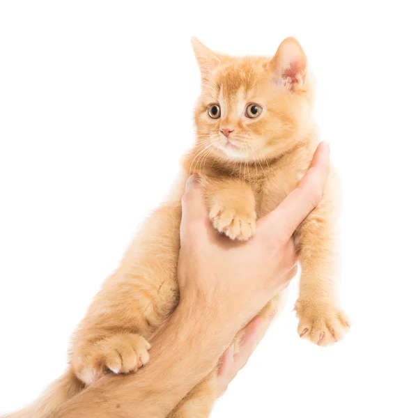 Red British kitten in human hand on isolated white — Stock Photo, Image