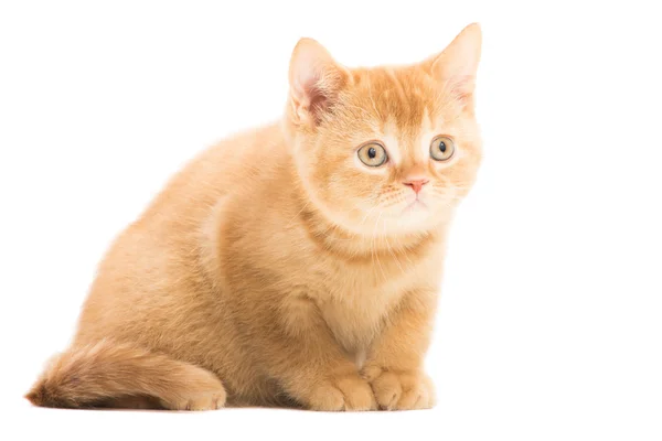 Rotes britisches Kätzchen sitzt auf isoliertem Weiß — Stockfoto