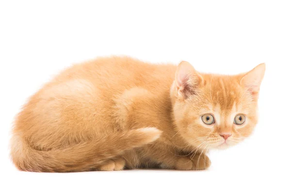 分離された白の上に座って赤イギリス子猫 — ストック写真
