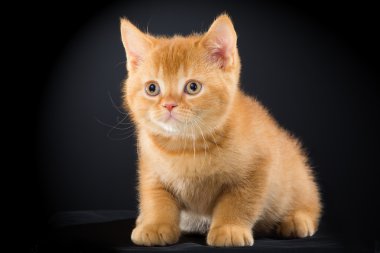 siyah üzerine oturan kırmızı İngiliz yavru kedi