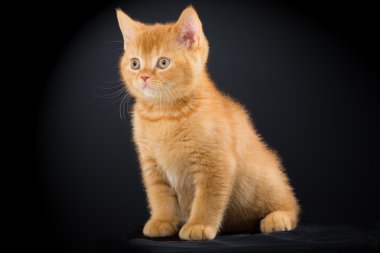siyah üzerine oturan kırmızı İngiliz yavru kedi