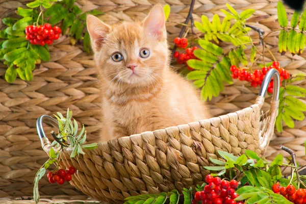 Britse kitten zitten in een mand met mountain ash — Stockfoto