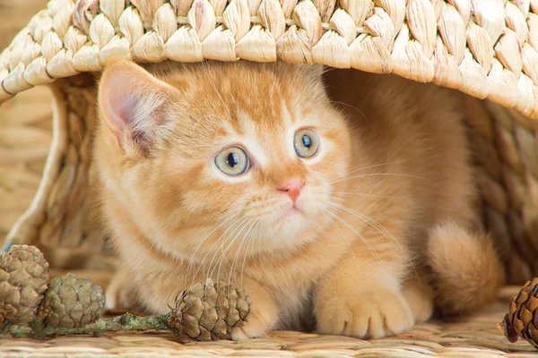 Gatito británico mirando desde debajo de una cesta — Foto de Stock