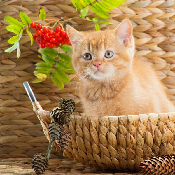 Brittiska kattunge sitter i en korg med mountain ash — Stockfoto