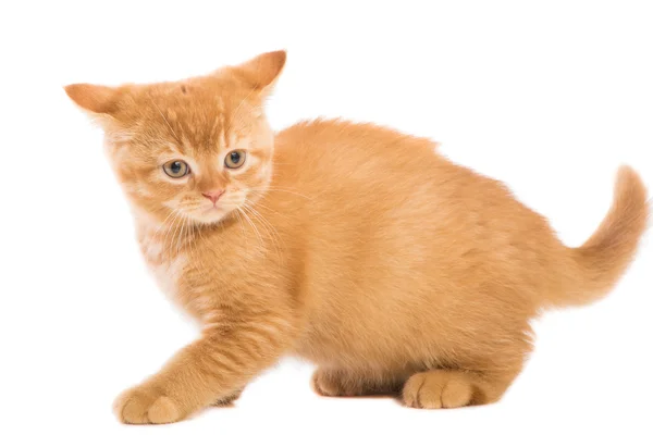 Wütendes rotes britisches Kätzchen sitzt auf isoliertem Weiß — Stockfoto