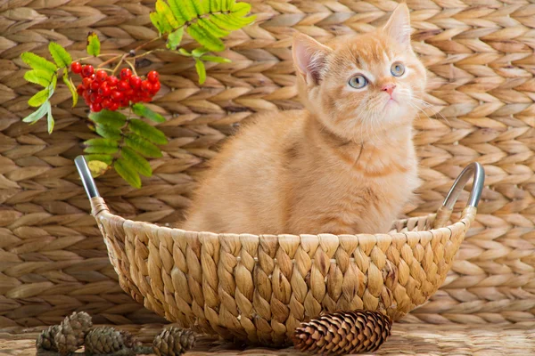 Britse kitten zitten in een mand met mountain ash — Stockfoto
