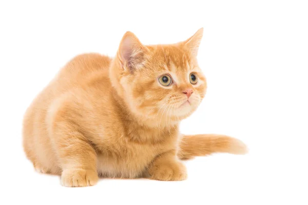 Rojo británico gatito sentado en aislado blanco — Foto de Stock