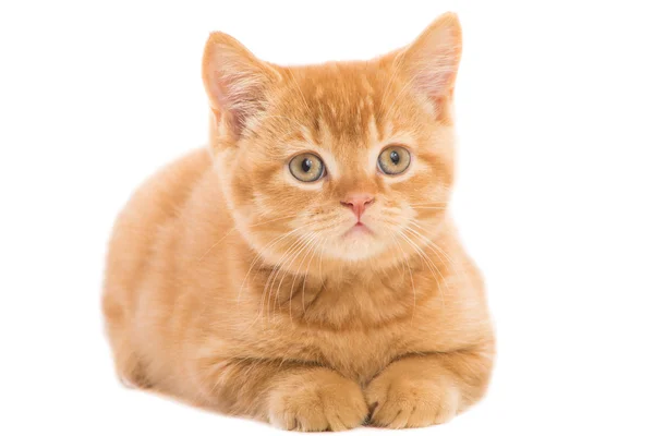 Rotes britisches Kätzchen auf isoliertem Weiß liegend — Stockfoto