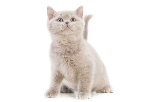 แมวอังกฤษสีม่วงบนสีขาวโดดเดี่ยว — ภาพถ่ายสต็อก