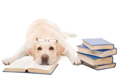 Labrador retriever izole beyaz kitap okuma gözlükleri ile