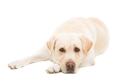 Labrador retriever izole beyaz yalan