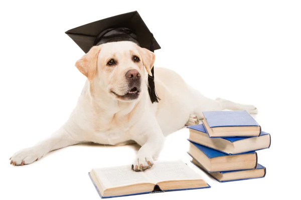 Labrador retriever con sombrero de soltero leyendo libros sobre blanco aislado — Foto de Stock