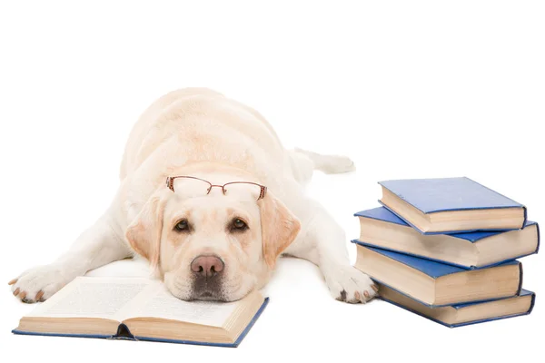 Labrador retriever izole beyaz kitap okuma gözlükleri ile